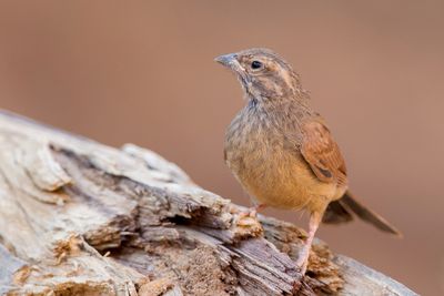 House Bunting - Huisgors - Bruant du Sahara (j)