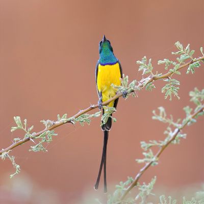 Nile Valley Sunbird - Nijlhoningzuiger - Souimanga du Nil (m)