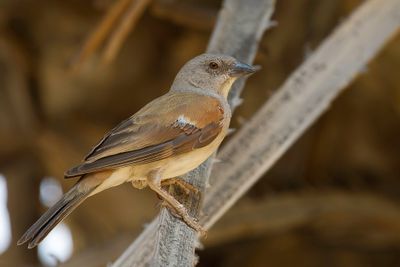 Northern Grey-headed Sparrow - Grijskopmus - Moineau gris
