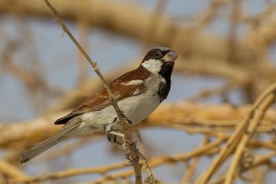 House Sparrow - Huismus - Moineau domestique (m)