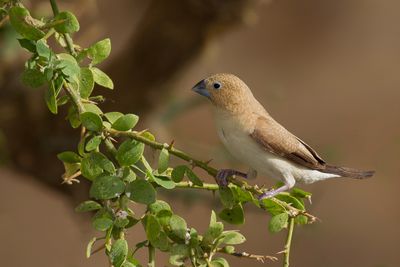 African Silverbill - Zilverbekje - Capucin bec-d'argent