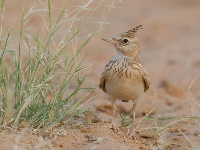 Crested Lark - Kuifleeuwerik - Cochevis huppé