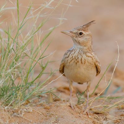 Crested Lark - Kuifleeuwerik - Cochevis huppé