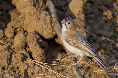 Speckle-fronted Weaver - Schubkopwever - Sporopipe quadrillé