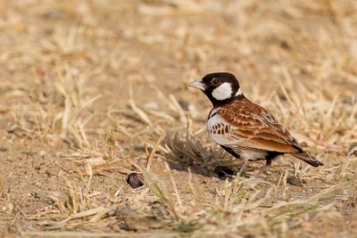Chestnut-backed Sparrow-Lark - Bruinrugvinkleeuwerik - Moinelette  oreillons blancs (m)