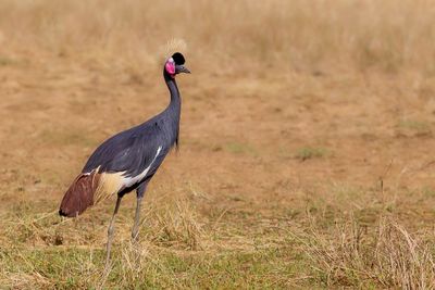Black Crowned Crane - Zwarte Kroonkraanvogel - Grue couronne