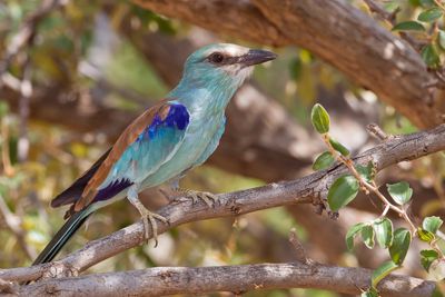 Abyssinian Roller - Sahelscharrelaar - Rollier d'Abyssinie