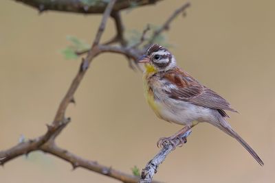 Golden-breasted Bunting - Acaciagors - Bruant à poitrine dorée
