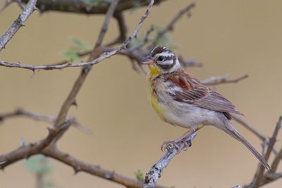 Golden-breasted Bunting - Acaciagors - Bruant  poitrine dore