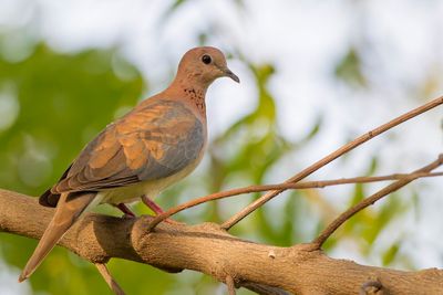 Laughing Dove - Palmtortel - Tourterelle maillée