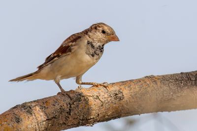 House Sparrow - Huismus - Moineau domestique (j)