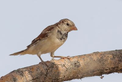 House Sparrow - Huismus - Moineau domestique (j)