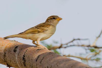 House Sparrow - Huismus - Moineau domestique (j)