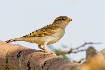 House Sparrow - Huismus - Moineau domestique (j)