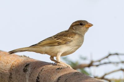 House Sparrow - Huismus - Moineau domestique (j)