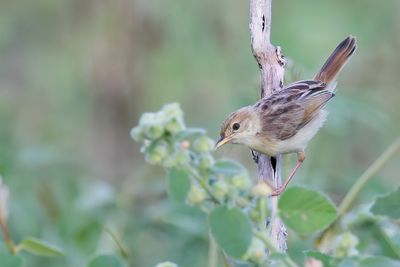 Zitting Cisticola - Graszanger - Cisticole des joncs