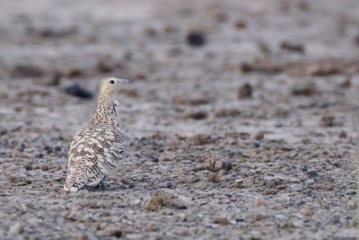 Chestnut-bellied Sandgrouse - Roodbuikzandhoen - Ganga à ventre brun (f)