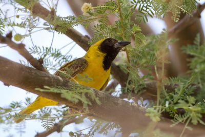 Little Weaver - Dwergmaskerwever - Tisserin minule (m)