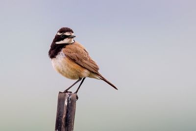 Capped Wheatear - Picatatapuit - Traquet variable (m)