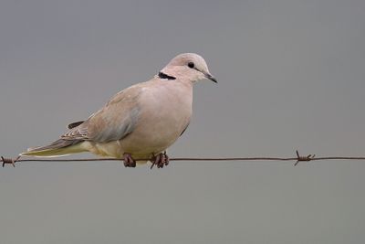 Ring-necked Dove - Kaapse Tortel - Tourterelle du Cap