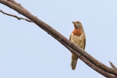 Red-throated Wryneck - Afrikaanse Draaihals - Torcol  gorge rousse