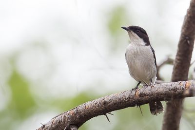 Fiscal Flycatcher - Klauwiervliegenvanger - Gobemouche fiscal (m)