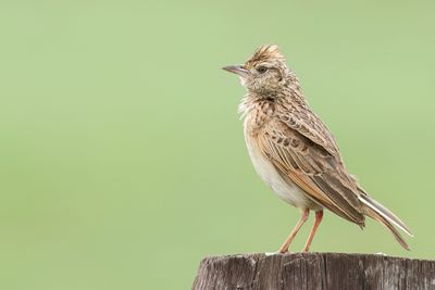 Rufous-naped Lark - Roodnekleeuwerik - Alouette à nuque rousse