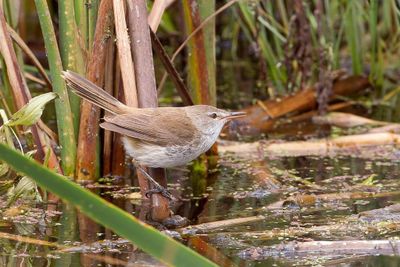 Lesser Swamp Warbler - Kaapse Rietzanger - Rousserolle à bec fin