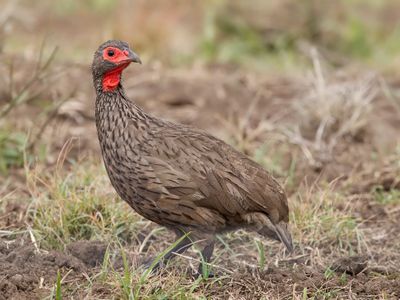 Swainson's Spurfowl - Swainsons Frankolijn - Francolin de Swainson