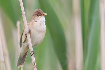 Common Reed Warbler - Kleine Karekiet - Rousserolle effarvatte