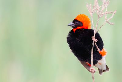 Southern Red Bishop - Grenadierwever - Euplecte ignicolore (m)