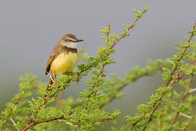 Black-chested Prinia - Zwartborstprinia - Prinia à plastron