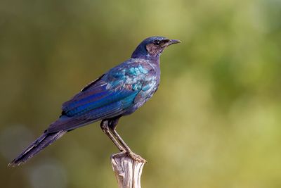 Burchell's Glossy Starling - Grote Glansspreeuw - Choucador de Burchell