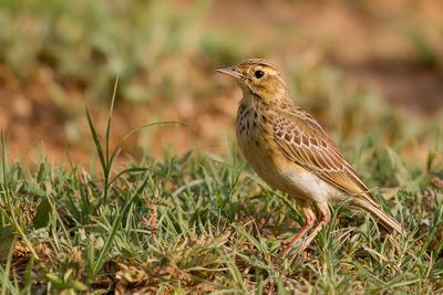 African Pipit - Kaneelpieper - Pipit africain