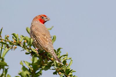 Red-headed Finch - Roodkopamadine - Amadine  tte rouge (m)