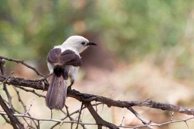 Southern Pied Babbler - Eksterbabbelaar - Cratérope bicolore