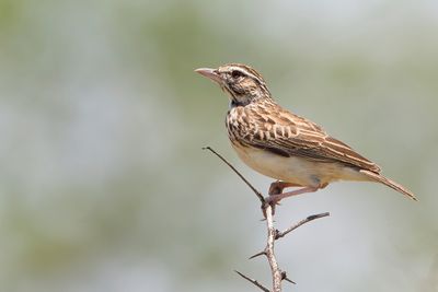 Sabota Lark - Sabota-leeuwerik - Alouette sabota