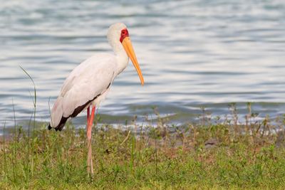 Yellow-billed Stork - Afrikaanse Nimmerzat - Tantale ibis
