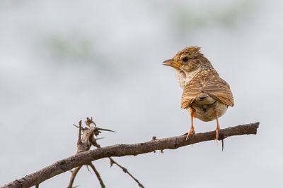 Monotonous Lark - Musleeuwerik - Alouette monotone