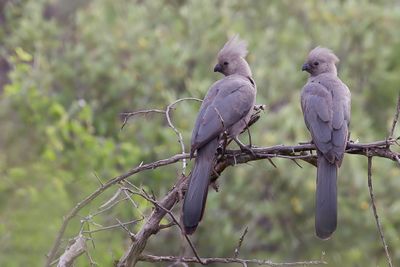Grey Go-away Bird - Vale Toerako - Touraco concolore