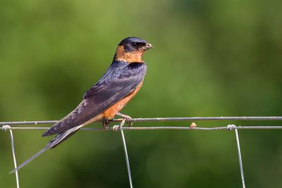 Red-breasted Swallow - Roodborstzwaluw - Hirondelle  ventre roux