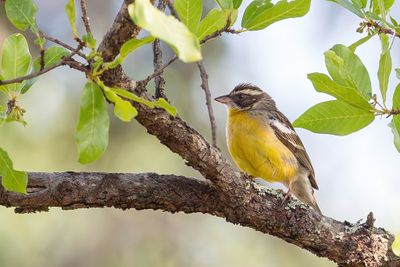 Cabanis's Bunting - Cabanis' Gors - Bruant de Cabanis