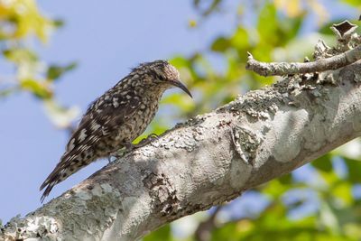 African Spotted Creeper - Afrikaanse Gevlekte Boomkruiper - Salpornis de Salvadori