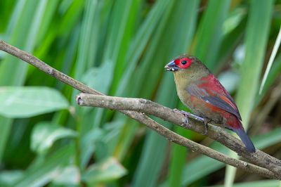 Red-faced Crimsonwing - Reichenows Bergastrild - Astrild de Reichenow (m)