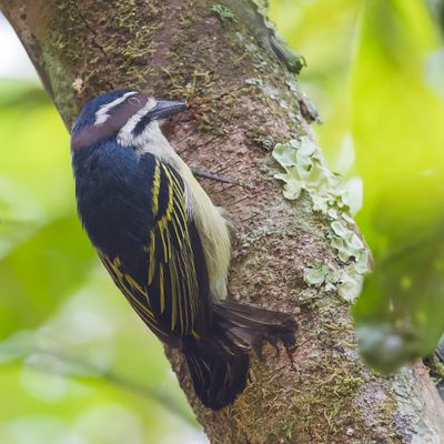 Yellow-rumped Tinkerbird - Geelstuitketellapper - Barbion  croupion jaune