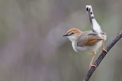 Birds of Mozambique - Zimbabwe 2016