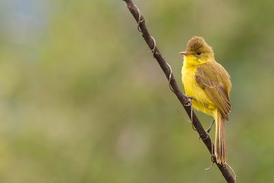 African Yellow Warbler - Gele Rietzanger - Hypolas jaune