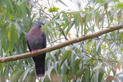 Eastern Bronze-naped Pigeon - Delegorgues Duif - Pigeon de Delegorgue