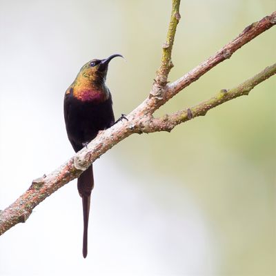 Bronze Sunbird - Bronshoningzuiger - Souimanga bronz (m)