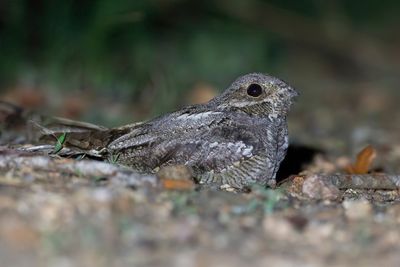 European Nightjar - Nachtzwaluw - Engoulevent d'Europe